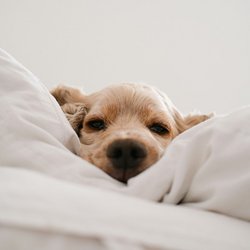 Fun Image cute Dog in Pillow