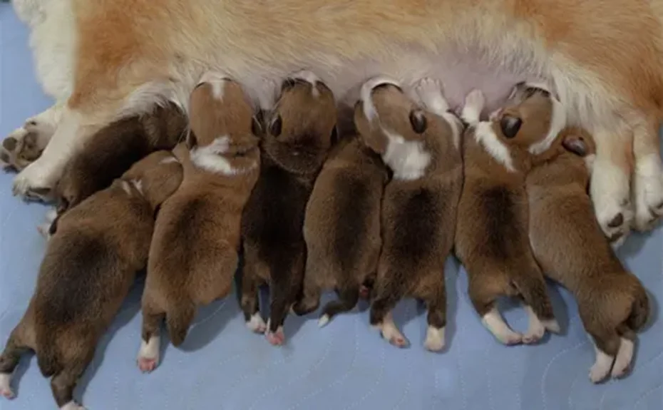 Foto säufgender Hundewelpen