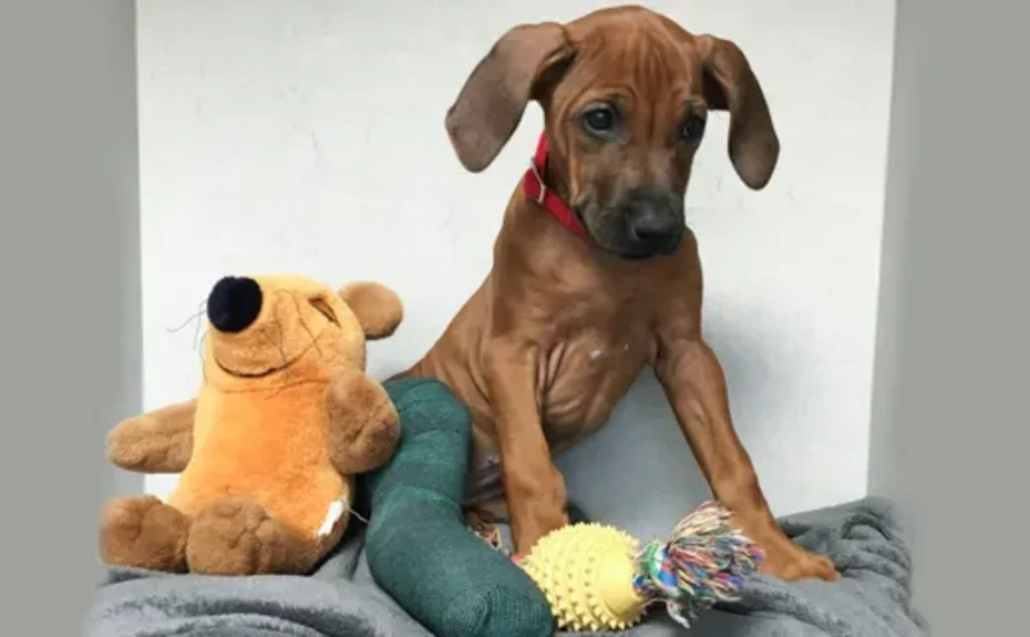 Foto Hundewelpe mit Gipsbein 