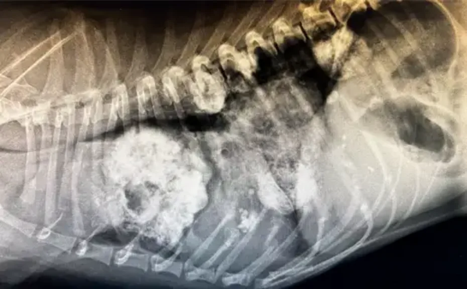 Röntgenaufnahme eines Hundebrustkorbs - Onkologie