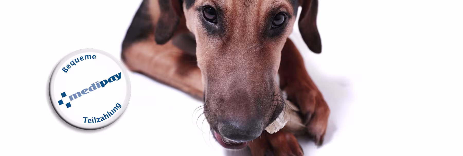 zu sehen sind das Medipay Logo und ein relaxed liegender Hund